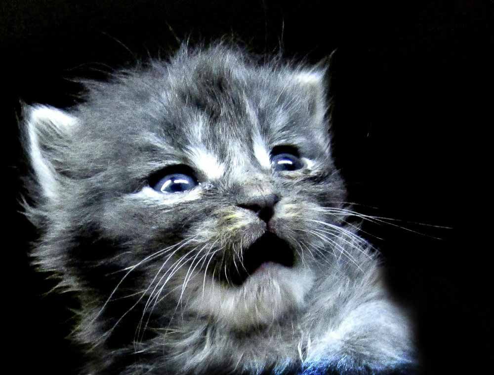 About itty terrified